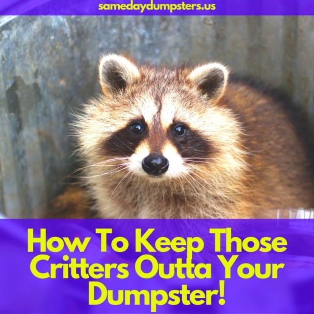 How To Keep Dumpsters Pest Free