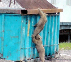 bears in a dumpster