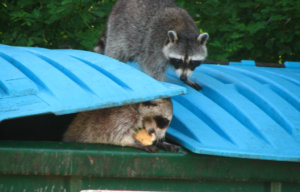 raccoons in trash